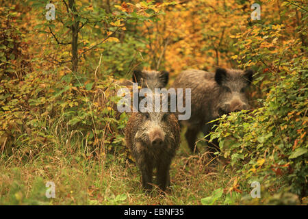 Wildschwein, Schwein, Wildschwein (Sus Scrofa), drei Wildschweine stehen im Dickicht, Deutschland, Baden-Württemberg Stockfoto