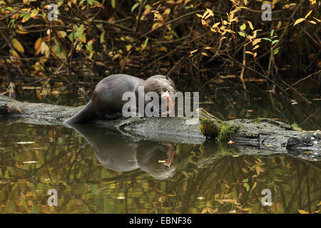 Europäischen Fischotter, europäischer Fischotter, eurasische Fischotter (Lutra Lutra), Essen Fisch auf einem Baumstamm im Wasser Oberfläche, Deutschland, Sachsen Stockfoto