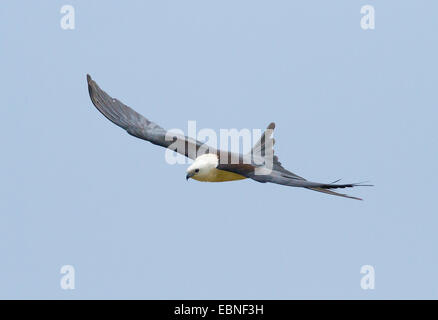 SWALLOW-TAILED KITE (Elanoides Forficatus) Fisch fressenden Creek Wildlife Management Area, Florida, USA. Stockfoto