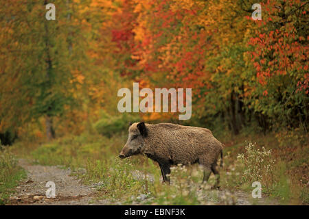 Wildschwein, Schwein, Wildschwein (Sus Scrofa), auf einem Waldweg im Herbst, Deutschland, Baden-Württemberg Stockfoto