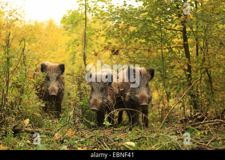 Wildschwein, Schwein, Wildschwein (Sus Scrofa), drei Wildschweine stehen Seite an Seite im Dickicht, Deutschland, Baden-Württemberg Stockfoto