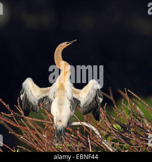 Amerikanische Darter (Anhinga Anhinga), flügge nicht juveniler Vogel sitzt in einem Baum, USA, Florida Stockfoto