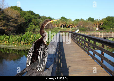 Amerikanische Darter (Anhinga Anhinga), unreifen Vogel sitzt auf dem Geländer eine Gangplank, USA, Florida und Umgebung: Stockfoto