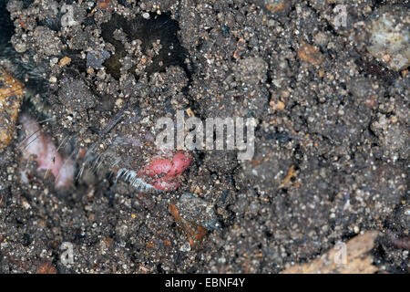 Europäischer Maulwurf, gemeinsame Maulwurf nördlichen Maulwurf (Talpa Europaea), auf der Suche eines Maulwurfshügel im Garten, Deutschland Stockfoto