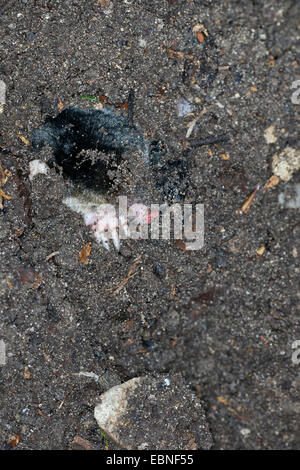 Europäischer Maulwurf, gemeinsame Maulwurf nördlichen Maulwurf (Talpa Europaea), auf der Suche eines Maulwurfshügel im Garten, Deutschland Stockfoto