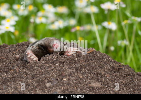 Europäischer Maulwurf, gemeinsame Maulwurf nördlichen Maulwurf (Talpa Europaea), auf Maulwurfshügel im Garten, Deutschland Stockfoto
