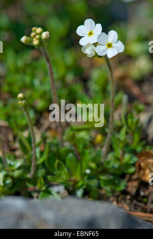 Sweetflower Rockjasmine (Androsace Chamaejasme), blühen, Schweiz, Schynige Platte Stockfoto
