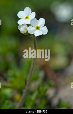 Sweetflower Rockjasmine (Androsace Chamaejasme), blühen, Schweiz, Schynige Platte Stockfoto