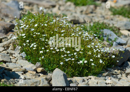 Milchigen Rock Jasmine (Androsace Lactea), blühen, Schweiz, Schynige Platte Stockfoto