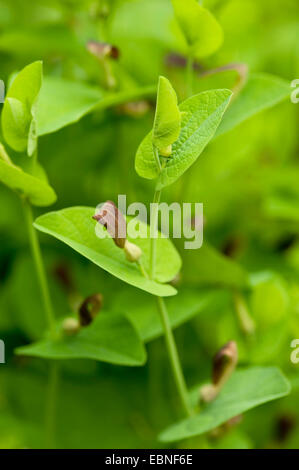 Runde-leaved Birthwort, Smearwort (Aristolochia Rotunda), blühen Stockfoto