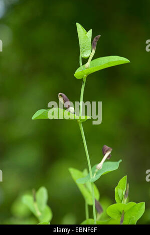 Runde-leaved Birthwort, Smearwort (Aristolochia Rotunda), blühen Stockfoto