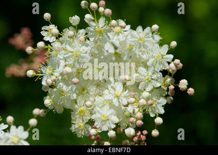 asiatische (Filipendula Vulgaris), Blütenstand, Deutschland Stockfoto