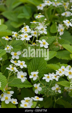 Hautbois Erdbeere, Moschus Erdbeere (Fragaria Moschata), blühen, Deutschland Stockfoto