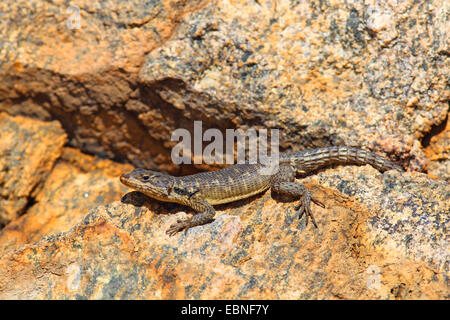 Southern-Rock Agama, South African Rock Agama (Agama Atra), Sonnenbaden auf einem Felsen, Südafrika, Namaqua Nationalpark Stockfoto