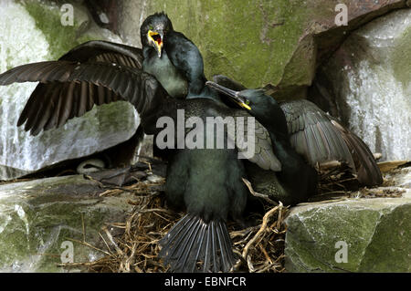 Shag (Phalacrocorax Aristotelis), kämpfen am Brutplatz, Farne Islands, Northumberland, England, Vereinigtes Königreich Stockfoto