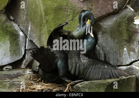 Shag (Phalacrocorax Aristotelis), kämpfen am Brutplatz, Farne Islands, Northumberland, England, Vereinigtes Königreich Stockfoto