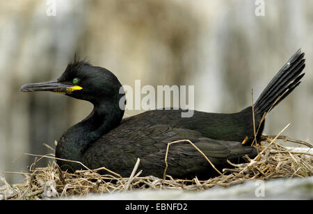 Shag (Phalacrocorax Aristotelis), Nest, Farne Islands, Northumberland, England, Vereinigtes Königreich Stockfoto