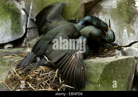 Shag (Phalacrocorax Aristotelis), kämpfen am Brutplatz, Farne Islands, Northumberland, England, Vereinigtes Königreich Stockfoto