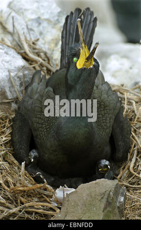 Shag (Phalacrocorax Aristotelis) auf Nest mit zwei Küken, Farne Islands, Northumberland, England, Vereinigtes Königreich Stockfoto