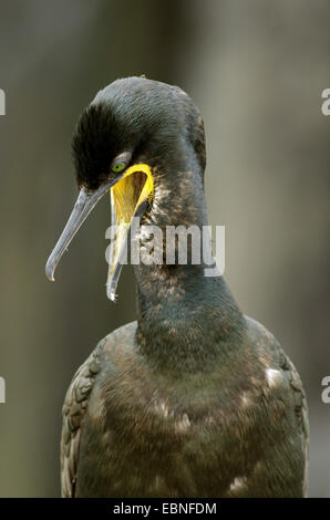 Shag (Phalacrocorax Aristotelis), mit der Aufforderung, United Kingdom, England, Northumberland, Farne Islands Stockfoto