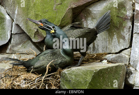 Shag (Phalacrocorax Aristotelis), kämpfen am Brutplatz, Farne Islands, Northumberland, England, Vereinigtes Königreich Stockfoto