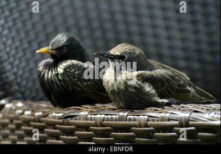 gemeinsamen Star (Sturnus Vulgaris), juvenile mit Erwachsenen sitzen am Tisch oben, Vereinigtes Königreich, England, Northumberland Stockfoto