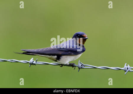 Rauchschwalbe (Hirundo Rustica), thront auf Stacheldraht, Vereinigtes Königreich, England, Northumberland Stockfoto