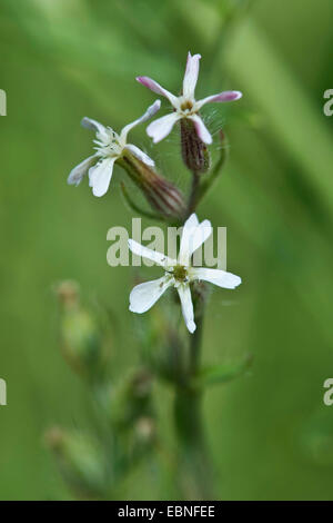 Englische Leimkraut, kleine blühende Leimkraut (Silene Gallica), Blütenstand, Deutschland Stockfoto