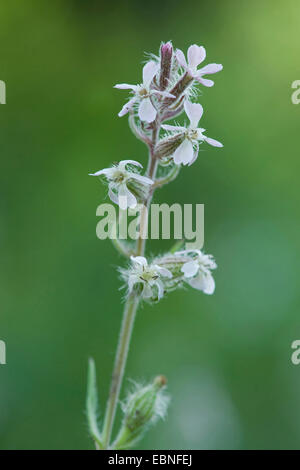 Englische Leimkraut, kleine blühende Leimkraut (Silene Gallica), Blütenstand Stockfoto