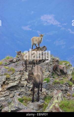 Alpensteinbock (Capra Ibex, Capra Ibex Ibex), junge Steinböcke am Monte Legnone, Italien, Bergamasker Alpen Stockfoto