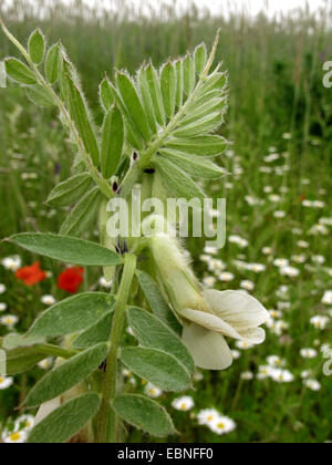 ungarische Wicke (Vicia Pannonica), blühen, Deutschland Stockfoto