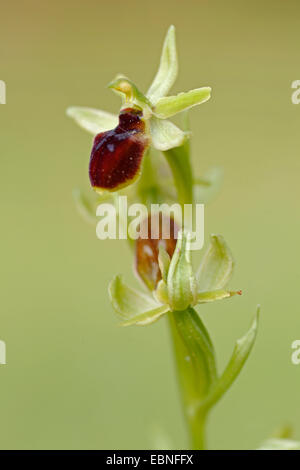 kleine Spinne Ophrys (Ophrys Araneola), blühen, Schweiz Stockfoto