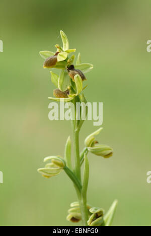 kleine Spinne Ophrys (Ophrys Araneola), blühen, Schweiz Stockfoto