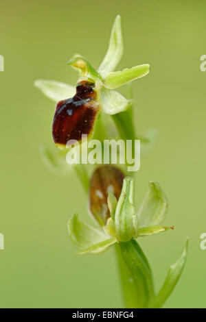 kleine Spinne Ophrys (Ophrys Araneola), blühen, Schweiz Stockfoto