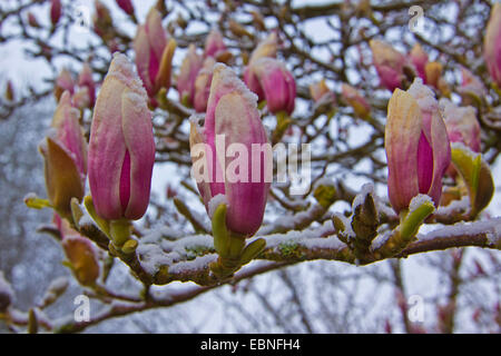 Untertasse Magnolie (Magnolia X soulangiana, Magnolia Soulangiana, X soulangeana Magnolia, Magnolia Soulangeana), Blumen mit Schnee, Deutschland, Bayern Stockfoto