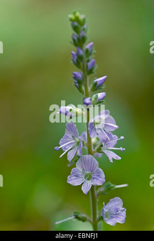 Gemeinsamen Ehrenpreis, Heide Ehrenpreis, Gypsy-Weed (Veronica Officinalis), Blütenstand, Deutschland, Schleswig-Holstein Stockfoto