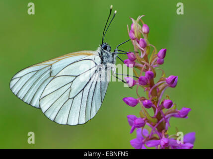 Schwarz-veined weiß (Aporia Crataegi) auf blühende Orchidee, Österreich, Tirol, Namloser Tal Stockfoto