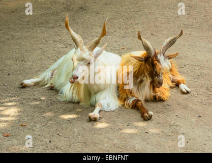 Girgentana (Capra Hircus, Capra Aegagrus F. Hircus), zwei Girgentanas mit charakteristischen Hörnern, in einer Spiralform verdreht auf dem Boden liegend Stockfoto