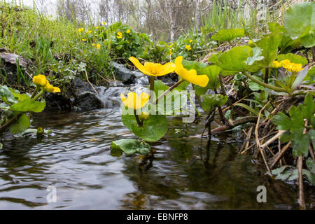 Marsh Marigold (Caltha Palustris), an einem Bach, Norwegen Troms Blüte Stockfoto