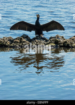 Kormoran (Phalacrocorax Carbo), trocknet seine Flügel, Deutschland, Hamburg Stockfoto