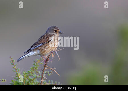 Hänfling (Zuchtjahr Cannabina, Acanthis Cannabina), Weiblich, sitzen auf pieksigen Strauch, Rennen der Kanarischen Inseln Zuchtjahr Cannabina Harerti, Kanarische Inseln, Fuerteventura Stockfoto