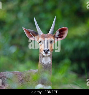 Buschbock, vorgespannt Antilope (Tragelaphus Scriptus), Portrait eines jungen Mannes, Südafrika, St. Lucia Wetland Park Stockfoto