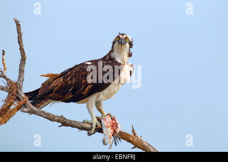 Fischadler, Fisch Hawk (Pandion Haliaetus), Männlich, sitzt auf einem Baum mit einem Fisch in der Krallen, USA, Florida Stockfoto