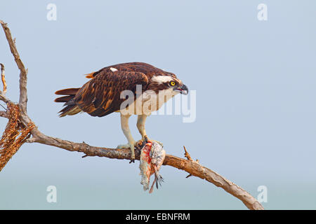 Fischadler, Fisch Hawk (Pandion Haliaetus), Männlich, sitzt auf einem Baum mit einem Fisch in der Krallen, USA, Florida Stockfoto