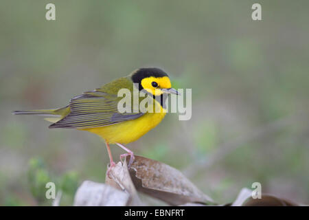 Vermummte Laubsänger (Wilsonia Citrina), männliche sitzen auf Wald Boden, USA, Florida, Fort De Soto Stockfoto