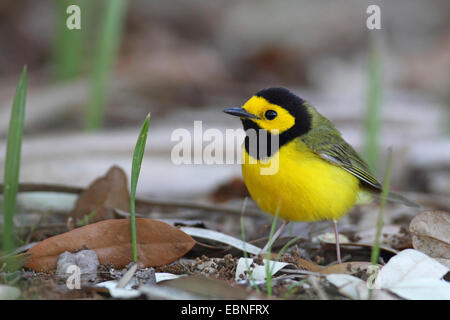 Vermummte Laubsänger (Wilsonia Citrina), männliche sitzen auf Wald Boden, USA, Florida, Fort De Soto Stockfoto