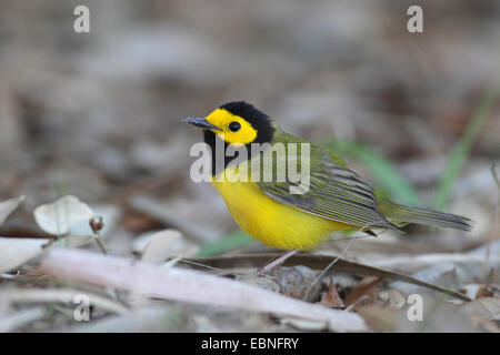 Vermummte Laubsänger (Wilsonia Citrina), männliche sitzen auf Wald Boden, USA, Florida, Fort De Soto Stockfoto