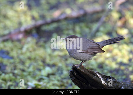 Catbird (Dumetella Carolinensis), sitzen auf Totholz, USA, Florida Stockfoto