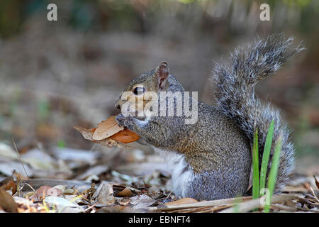 Östliche graue Eichhörnchen Grauhörnchen (Sciurus Carolinensis), auf dem Boden sitzen und Essen verlässt, USA, Florida Stockfoto