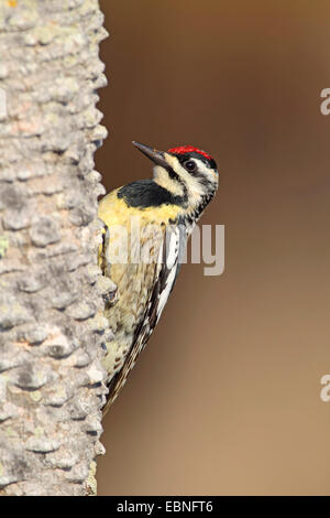 Südgrenze im (Sphyrapicus Varius), weibliche sitzen auf den Stamm der Palme Baum, USA, Florida Stockfoto